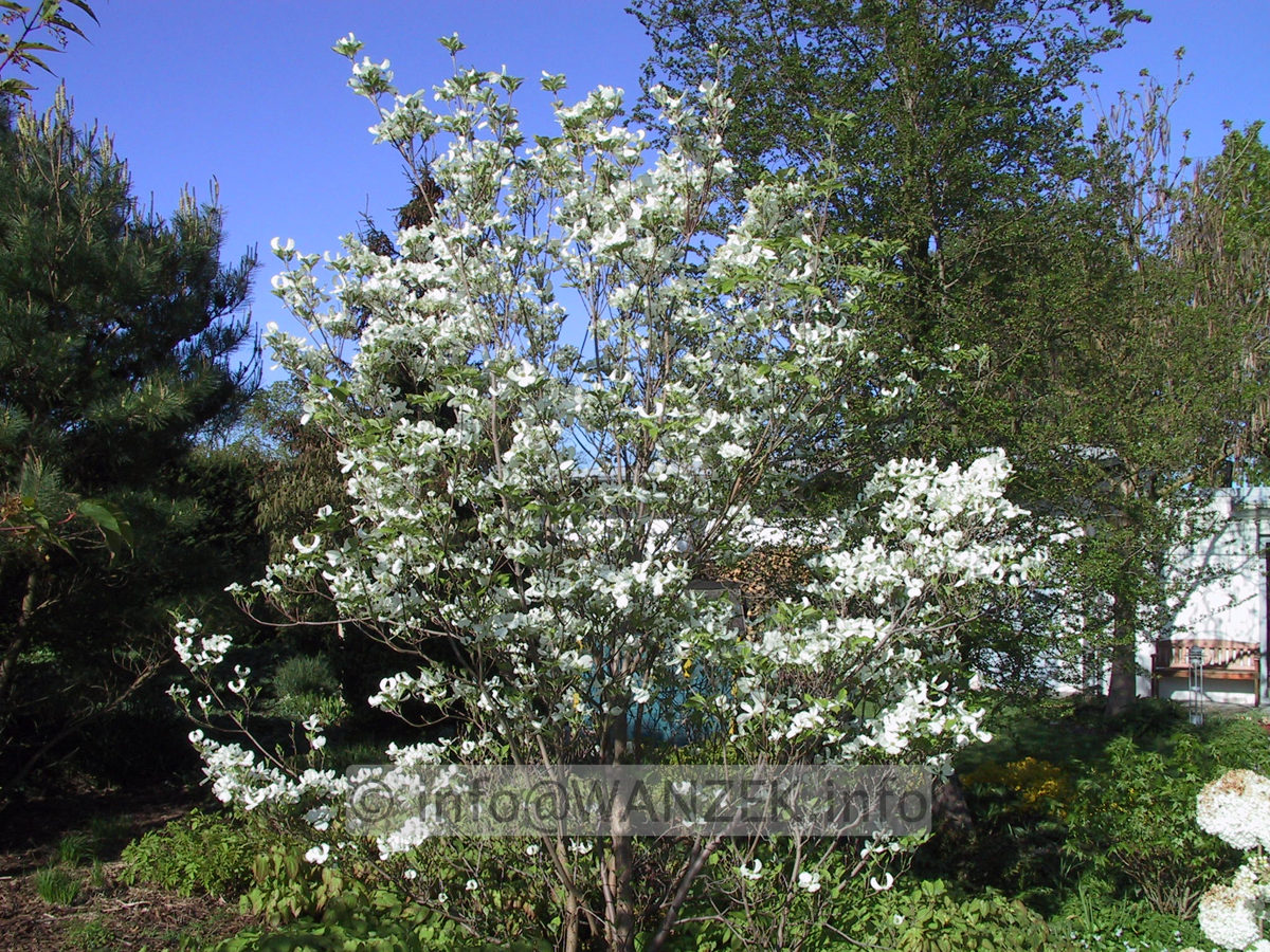 Cornus florida 3.JPG